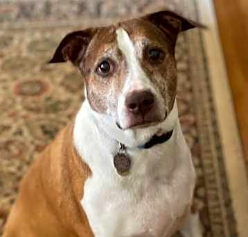 Photo of Cocoa - Cross Post