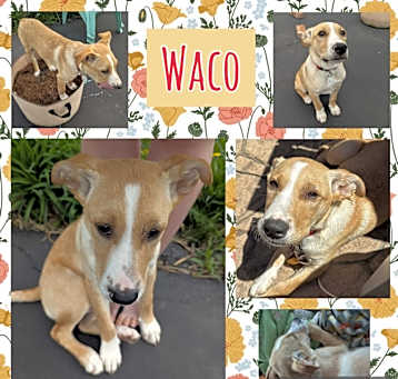 Photo of Waco