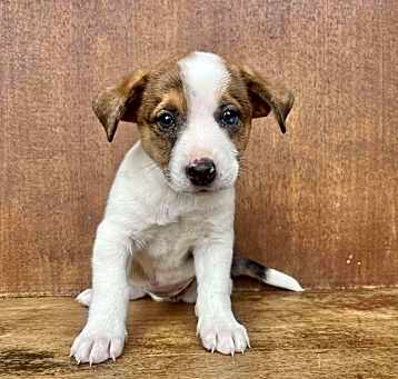 Photo of Fiesta