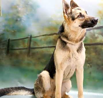 Photo of Dutchess