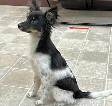 Photo of Cooper