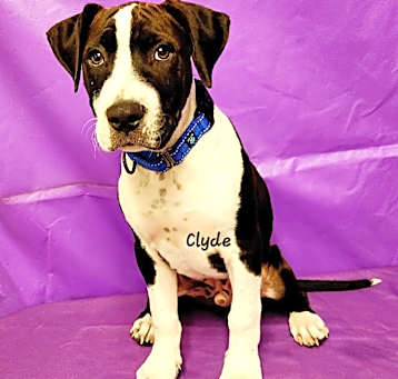Photo of Clyde 2