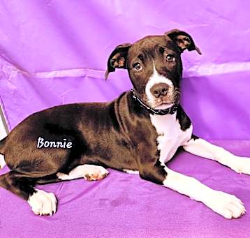 Photo of Bonny
