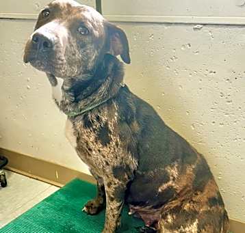 Photo of Dixie