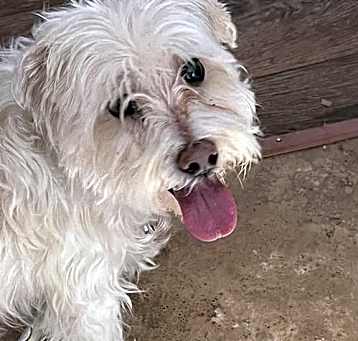 Photo of Tuffy