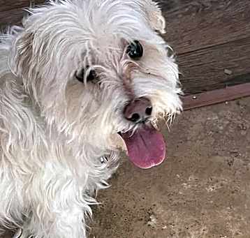 Photo of TUFFY 1502
