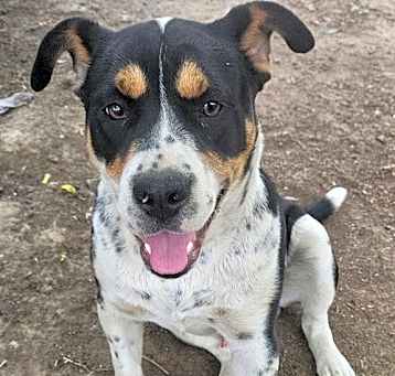 Photo of Maximus