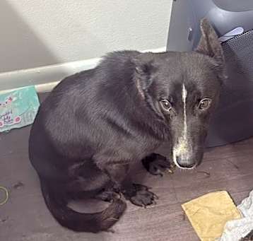 Photo of Onyx