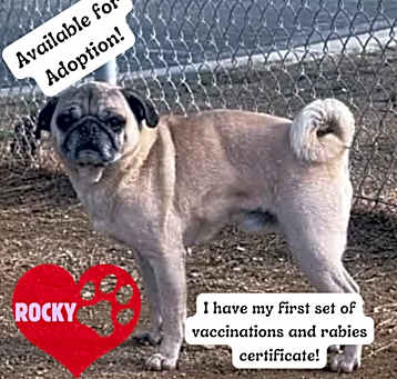 Photo of Rocky