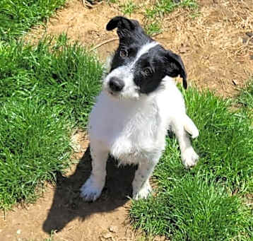 Photo of Bindi PENDING ADOPTION