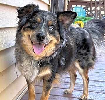 Photo of Ollie