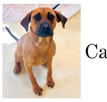 Photo of Callie