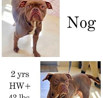 Photo of Nog