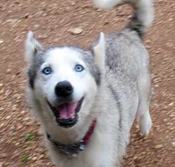 Photo of Sadie