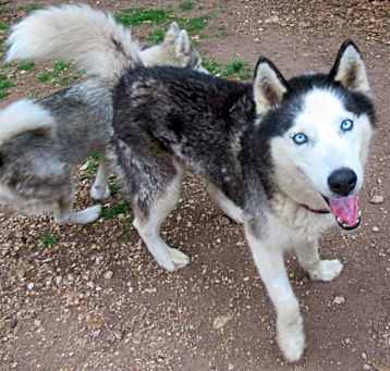 Photo of Nanook