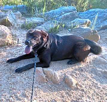 Photo of Rosie