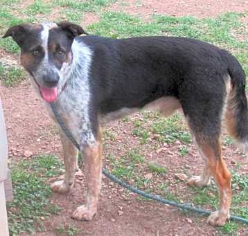 Photo of Oreo