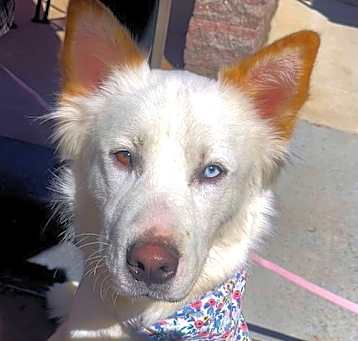 Photo of Goose