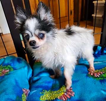 Photo of Gizmo