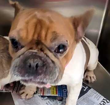 Photo of Tinkerbell