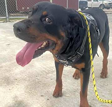 Photo of Beau