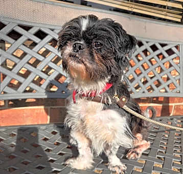 Photo of Rufus