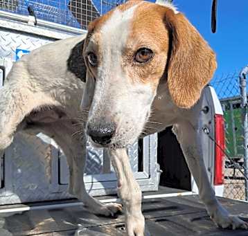 Photo of 4/28/25 Peartree Rd. Stray 