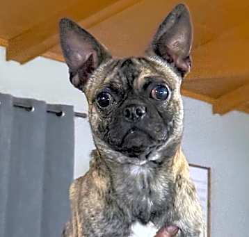 Photo of Rocco