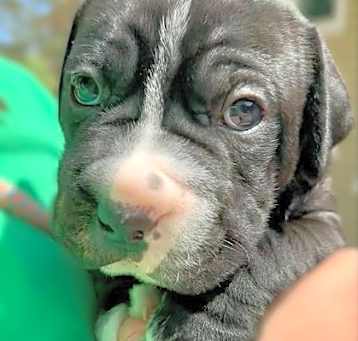 Photo of Jelly Roll