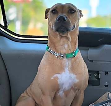 Photo of Sparky (Underdog in Foster)