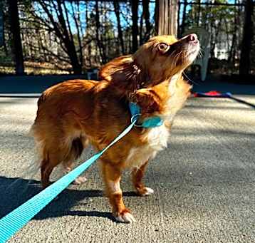 Photo of Peanut