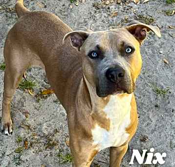 Photo of Nix
