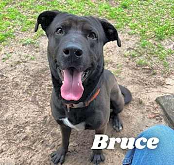 Photo of Bruce