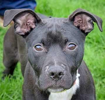 Photo of Otto