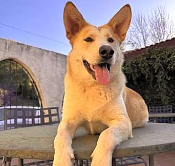 Photo of Ginger