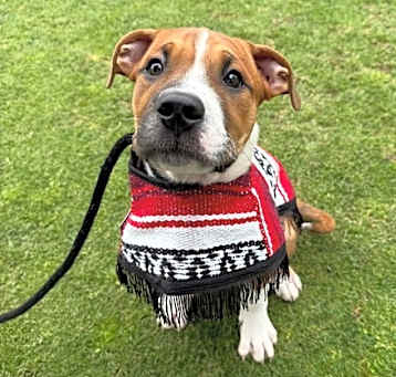 Photo of Remy