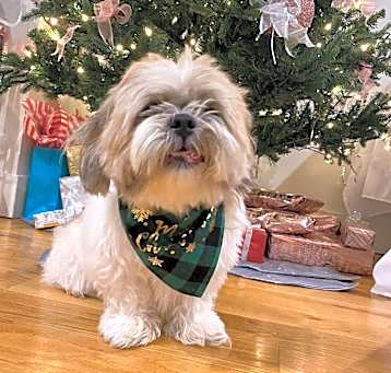 Photo of Gizzy