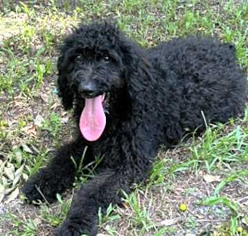 Photo of Lolo