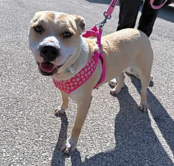 Photo of Daisy