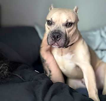 Photo of Hippo