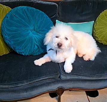 Photo of Brody