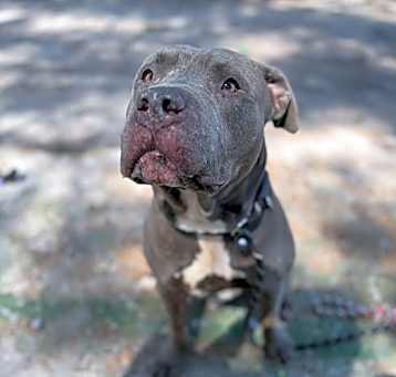 Photo of Crimson