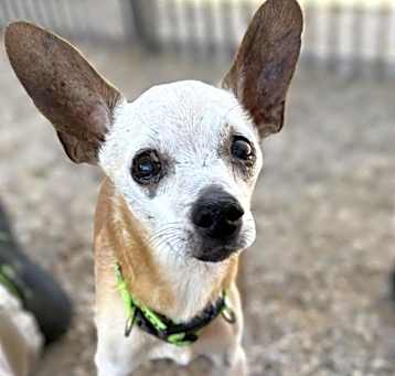 Photo of GUERO