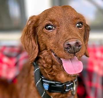 Photo of Red Max