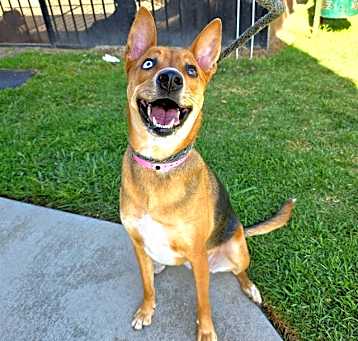 Photo of SADIE
