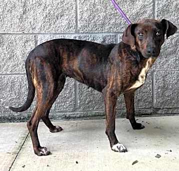 Photo of Ruby