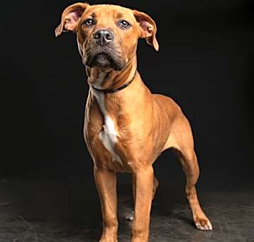 Photo of Carlton