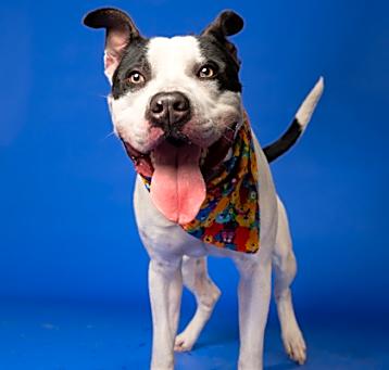 Photo of Bellamy- ADOPTED