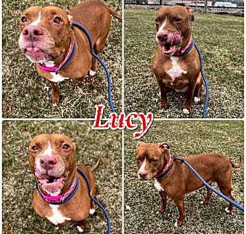Photo of Lucy - SPONSORED