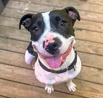 Photo of Otis